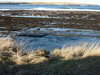 habitat image