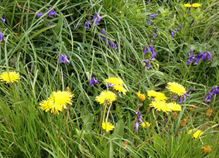 habitat image